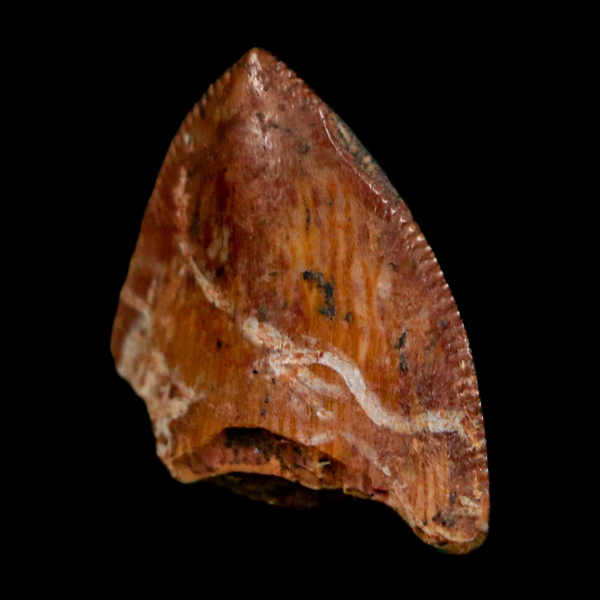 0.5" Phytosaur Fossil Tooth Triassic Age Archosaur Redonda FM NM COA & Display - Fossil Age Minerals