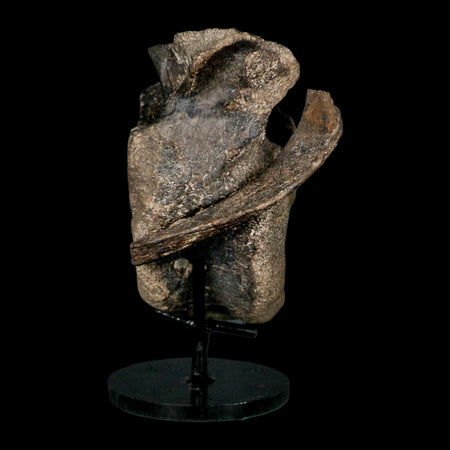 5" Hypacrosaurus Dinosaur Fossil Vertebrae And Rib Bone Two Medicine FM COA Stand