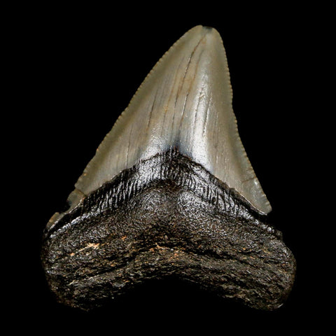 2.5" Quality Megalodon Shark Tooth Serrated Fossil Natural Miocene Age COA - Fossil Age Minerals