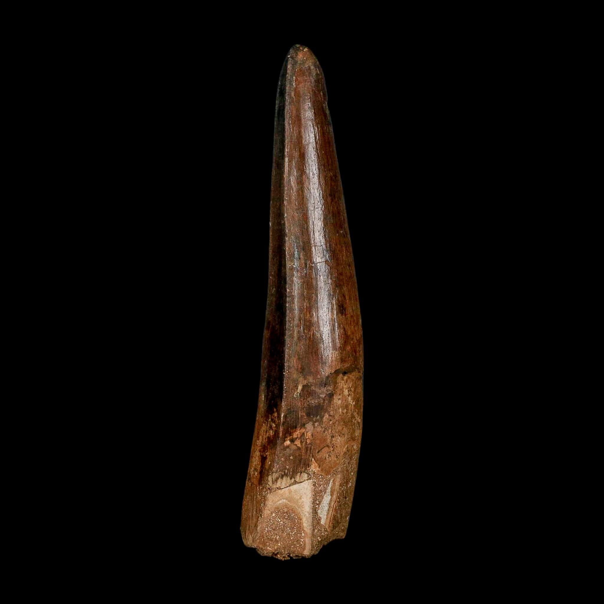 XL 3.9" Spinosaurus Fossil Tooth 100 Million Years Old Cretaceous Dinosaur COA - Fossil Age Minerals