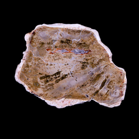 2" Fossilized Polished Petrified Wood Branch Madagascar 66-225 Million Yrs Old - Fossil Age Minerals