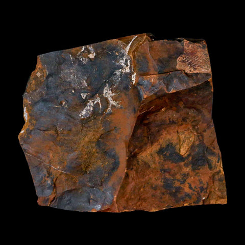 2.8" Detailed Ginkgo Cranei Fossil Plant Leaf Morton County, ND Paleocene Age COA - Fossil Age Minerals