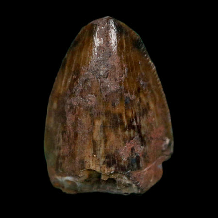0.5" Phytosaur Fossil Tooth Triassic Age Archosaur Redonda FM NM COA & Display