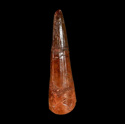 1.9" Spinosaurus Fossil Tooth 100 Million Years Old Cretaceous Dinosaur COA Stand