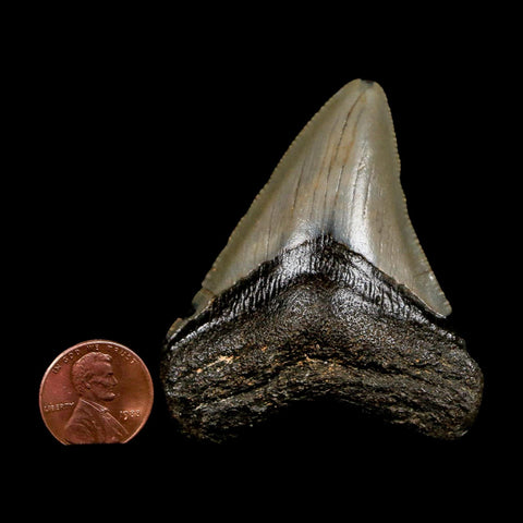 2.5" Quality Megalodon Shark Tooth Serrated Fossil Natural Miocene Age COA - Fossil Age Minerals