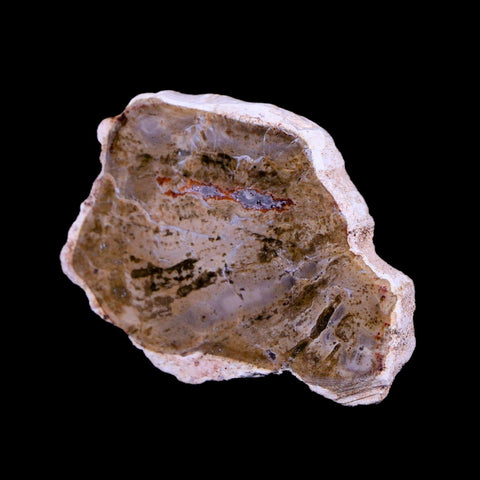 2" Fossilized Polished Petrified Wood Branch Madagascar 66-225 Million Yrs Old - Fossil Age Minerals