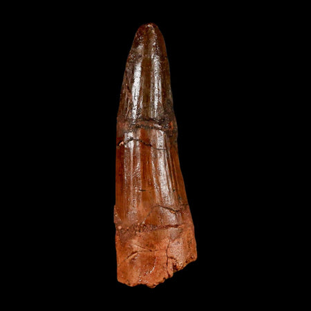 1.9" Spinosaurus Fossil Tooth 100 Million Years Old Cretaceous Dinosaur COA Stand