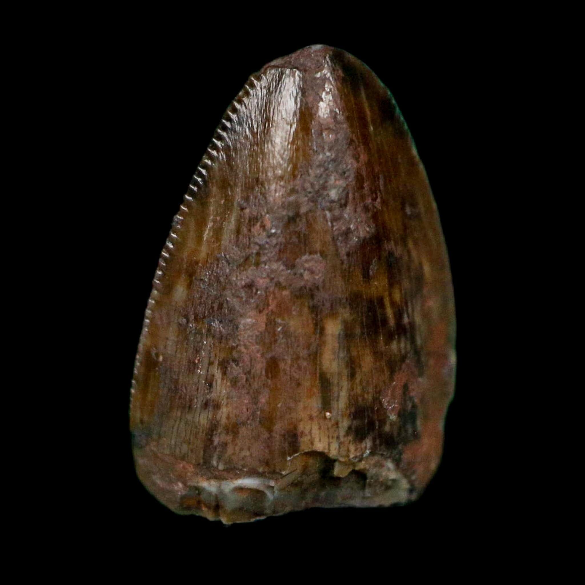 0.5" Phytosaur Fossil Tooth Triassic Age Archosaur Redonda FM NM COA & Display - Fossil Age Minerals