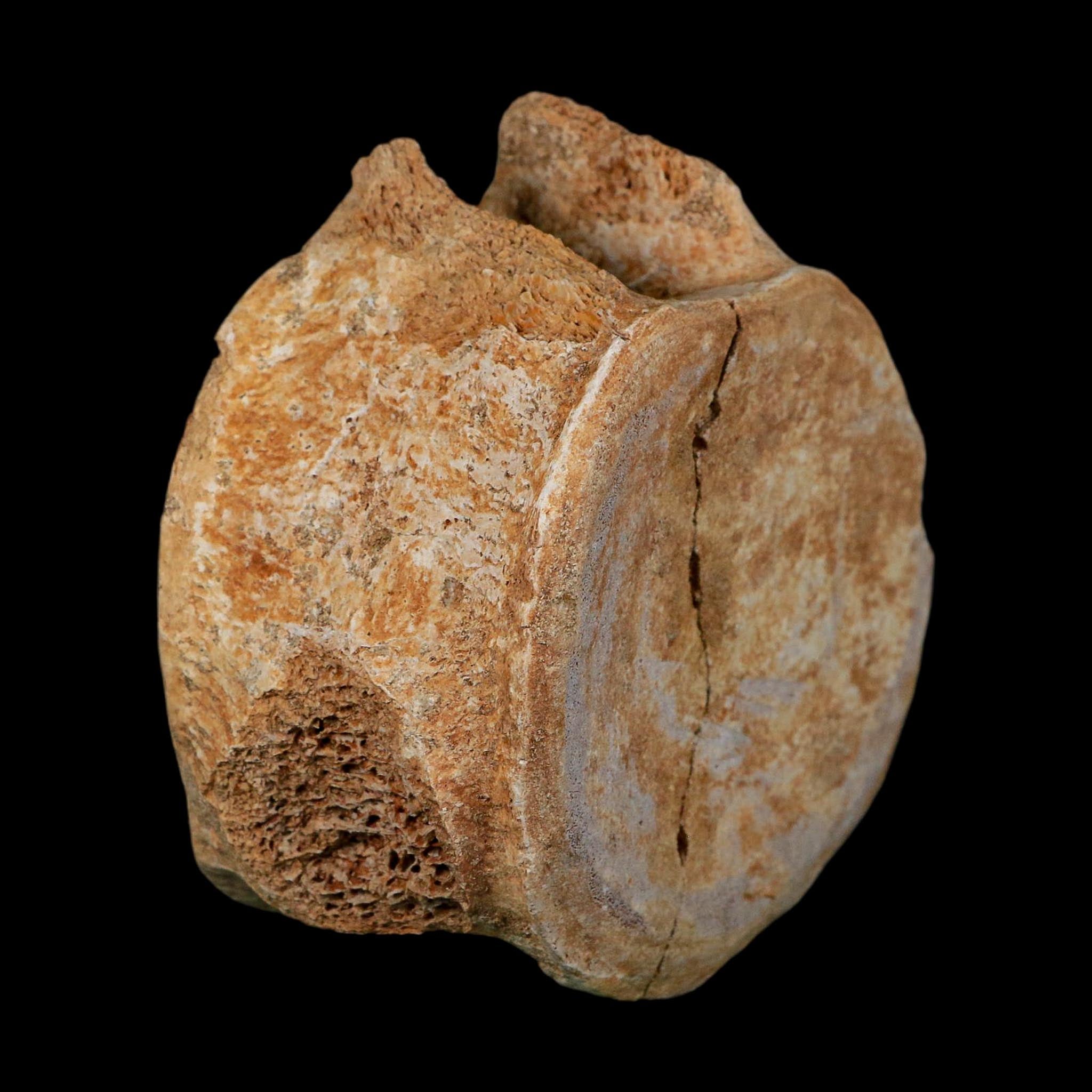4.3" Plesiosaurus Fossil Vertebrae Cretaceous Dinosaur Era Morocco Zarafasaura COA