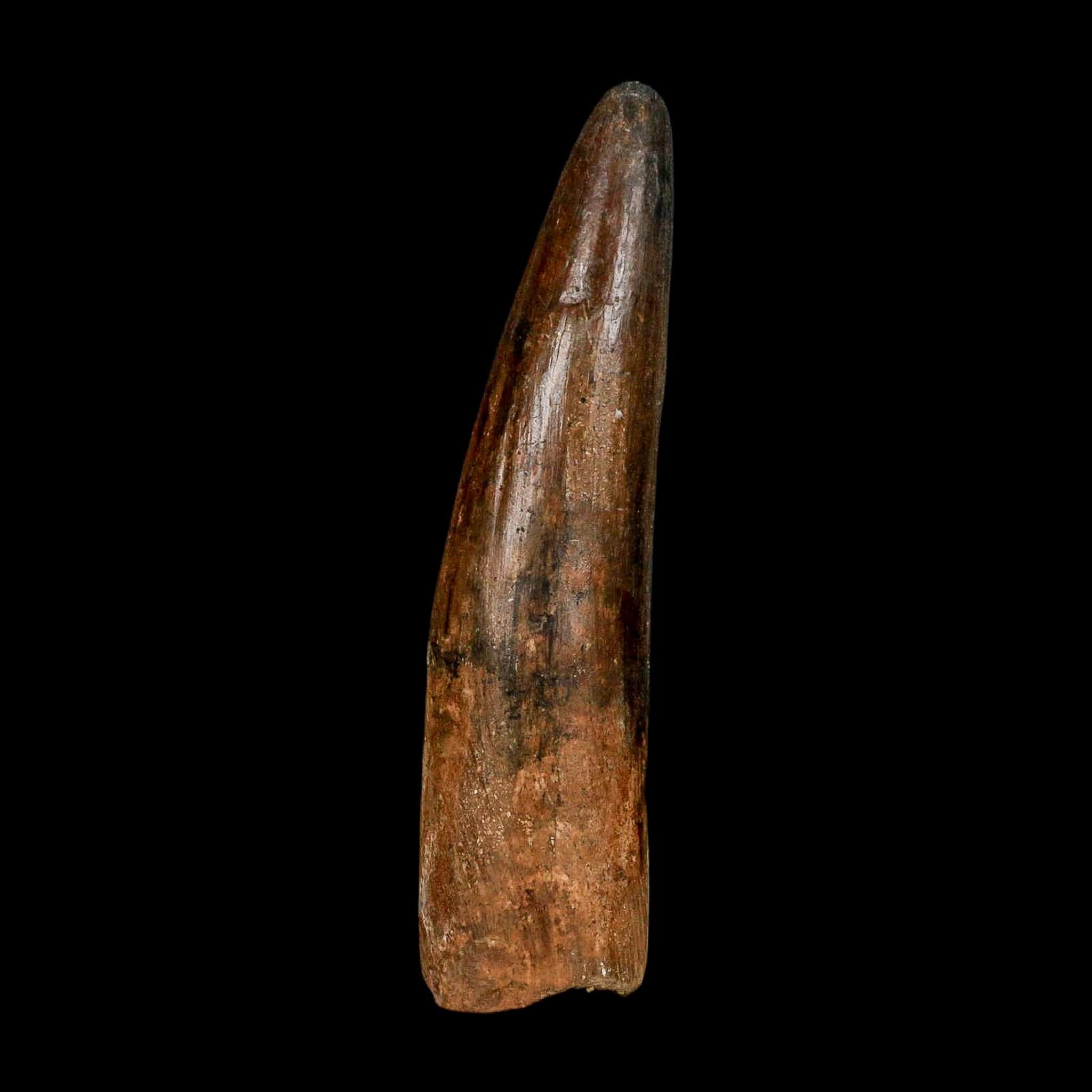 XL 3.9" Spinosaurus Fossil Tooth 100 Million Years Old Cretaceous Dinosaur COA - Fossil Age Minerals