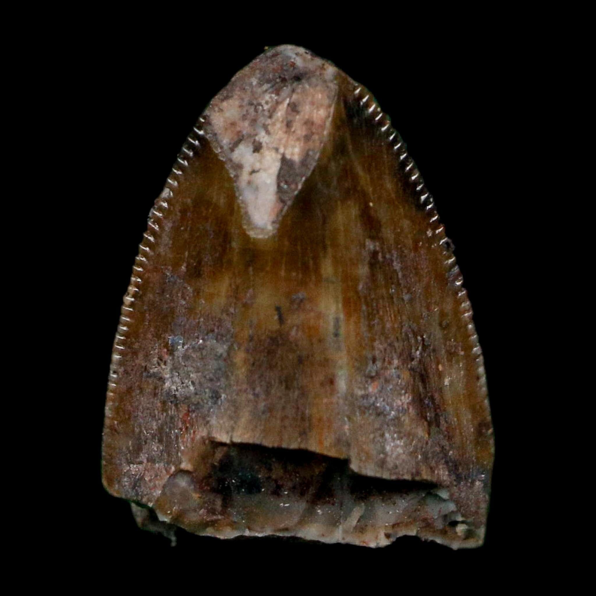 0.5" Phytosaur Fossil Tooth Triassic Age Archosaur Redonda FM NM COA & Display - Fossil Age Minerals