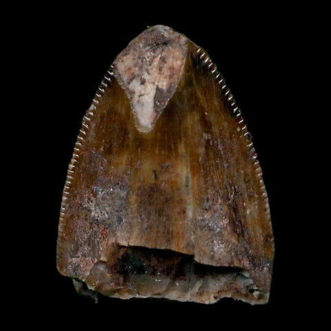 0.5" Phytosaur Fossil Tooth Triassic Age Archosaur Redonda FM NM COA & Display - Fossil Age Minerals