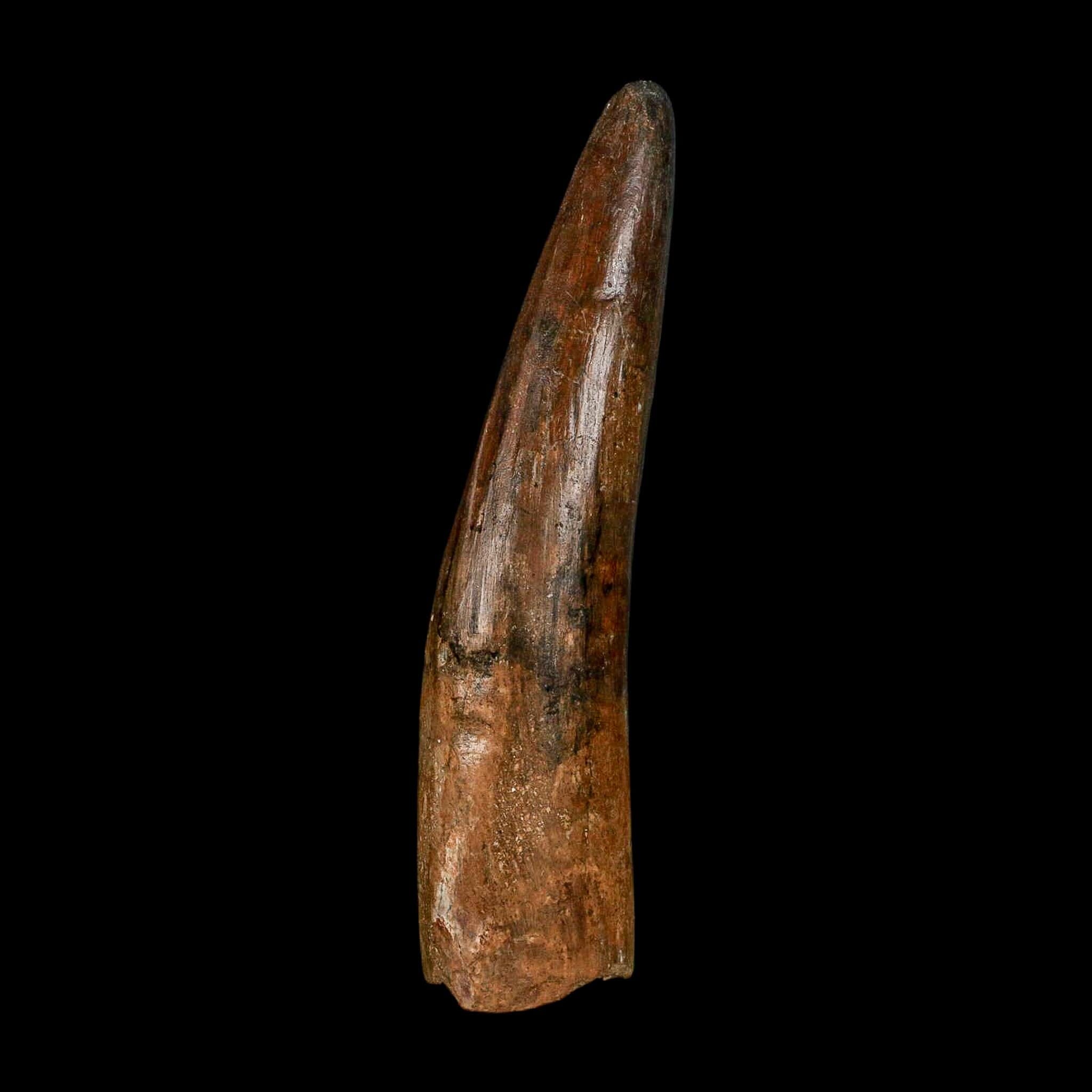 XL 3.9" Spinosaurus Fossil Tooth 100 Million Years Old Cretaceous Dinosaur COA - Fossil Age Minerals