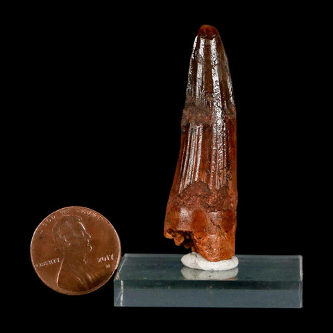 1.9" Spinosaurus Fossil Tooth 100 Million Years Old Cretaceous Dinosaur COA Stand