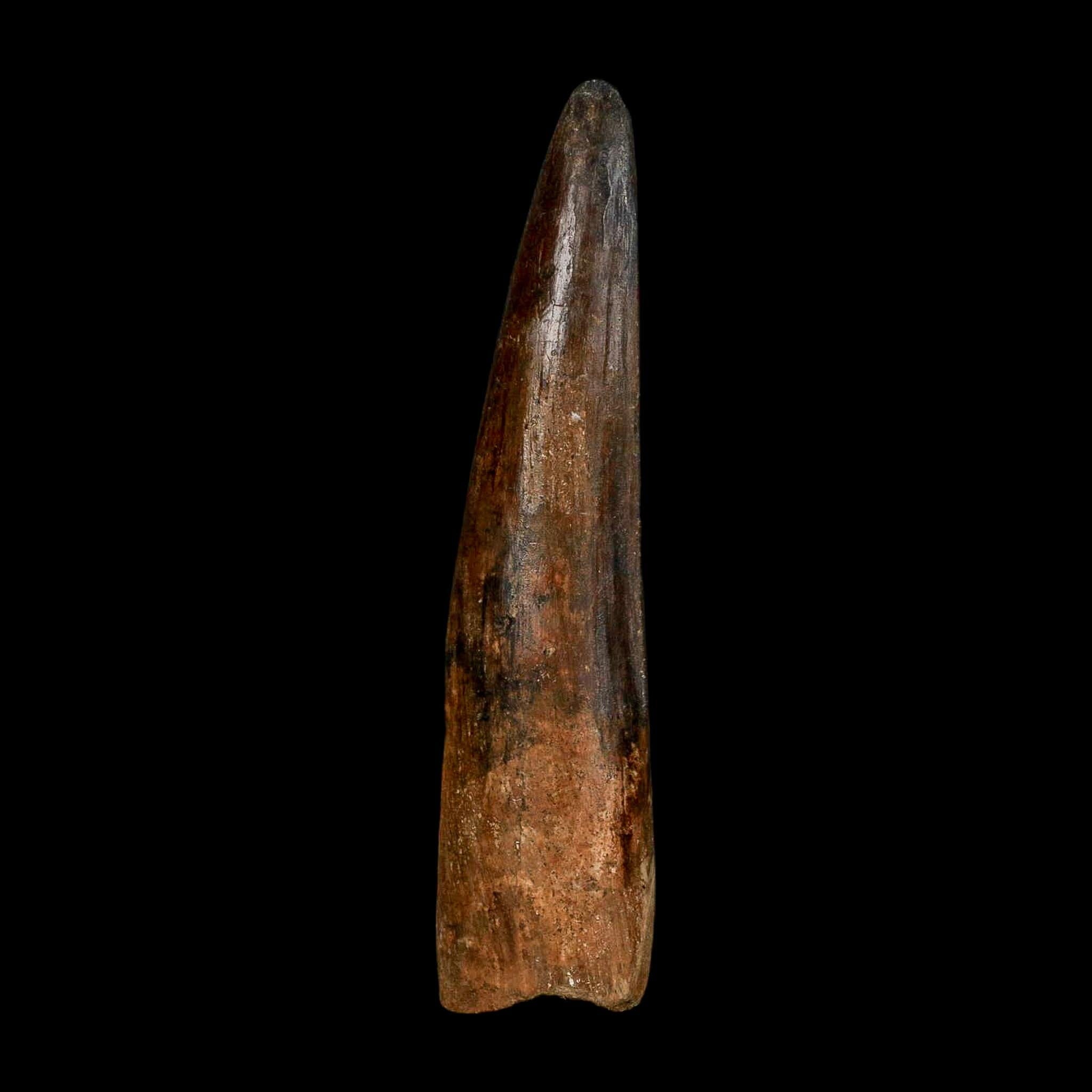 XL 3.9" Spinosaurus Fossil Tooth 100 Million Years Old Cretaceous Dinosaur COA - Fossil Age Minerals