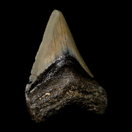 2.5" Quality Megalodon Shark Tooth Serrated Fossil Natural Miocene Age COA