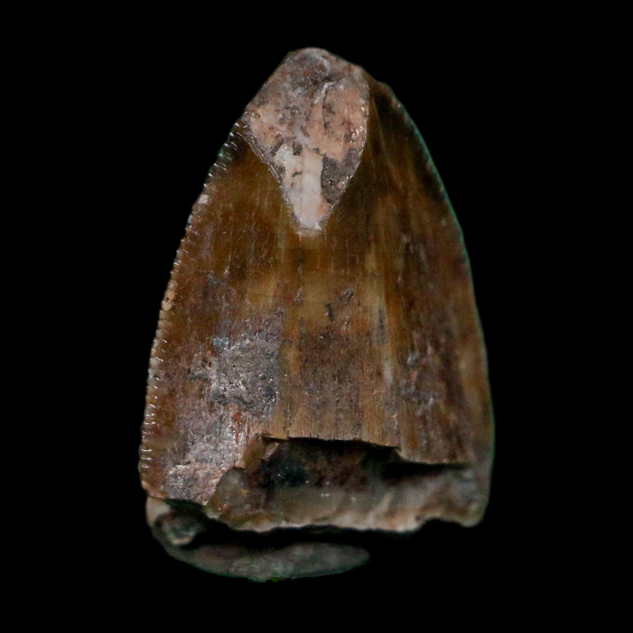 0.5" Phytosaur Fossil Tooth Triassic Age Archosaur Redonda FM NM COA & Display - Fossil Age Minerals