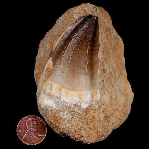 XL 2.2" Mosasaur Prognathodon Fossil Tooth In Matrix Cretaceous Dinosaur Era COA - Fossil Age Minerals