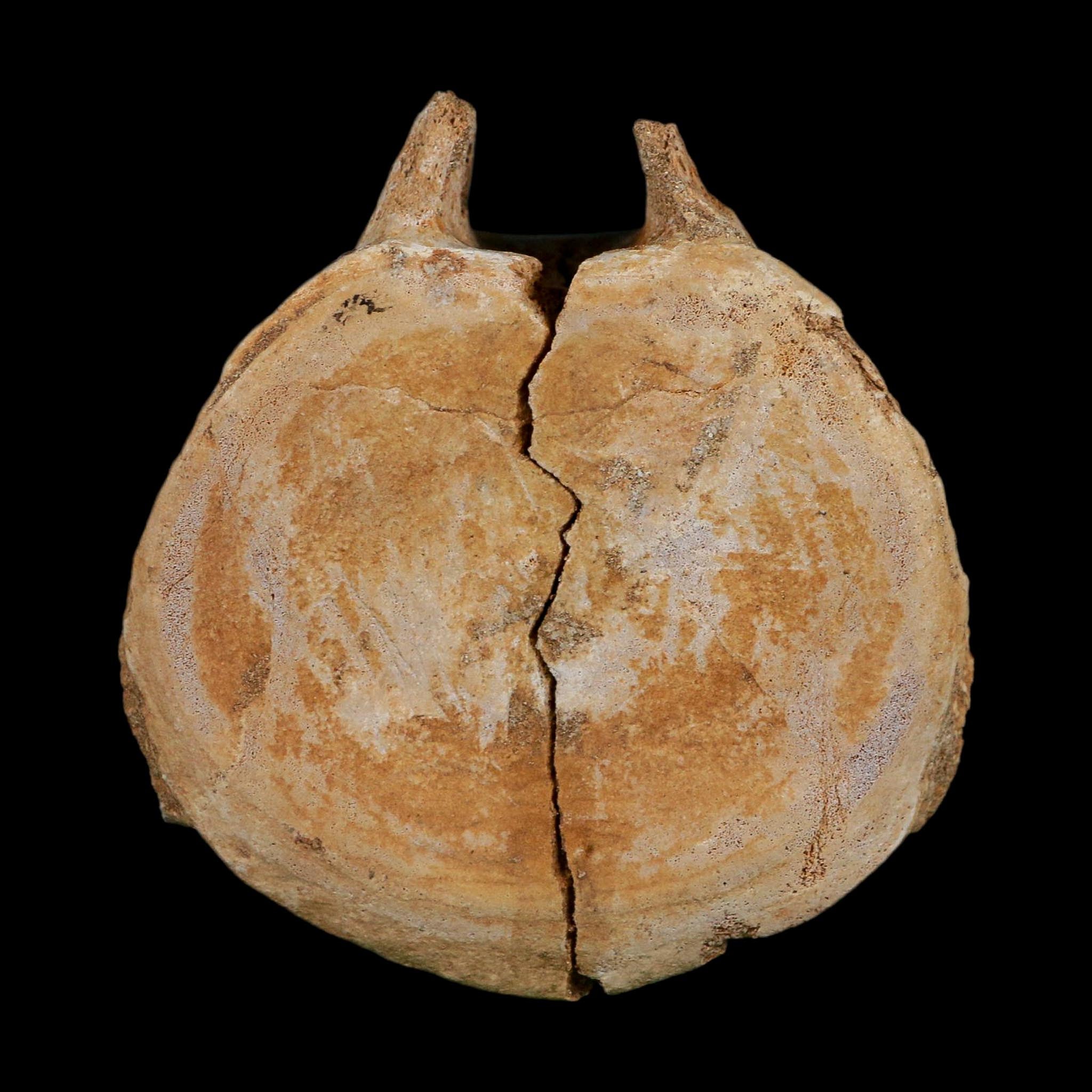 4.3" Plesiosaurus Fossil Vertebrae Cretaceous Dinosaur Era Morocco Zarafasaura COA