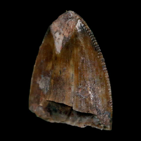 0.5" Phytosaur Fossil Tooth Triassic Age Archosaur Redonda FM NM COA & Display - Fossil Age Minerals