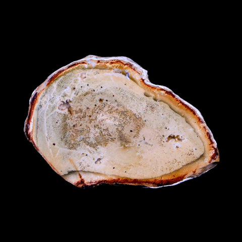 2.3" Fossilized Polished Petrified Wood Branch Madagascar 66-225 Million Yrs Old - Fossil Age Minerals