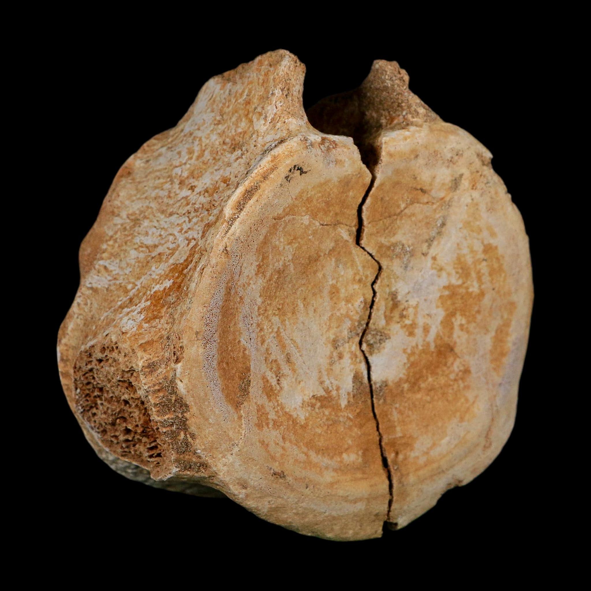 4.3" Plesiosaurus Fossil Vertebrae Cretaceous Dinosaur Era Morocco Zarafasaura COA