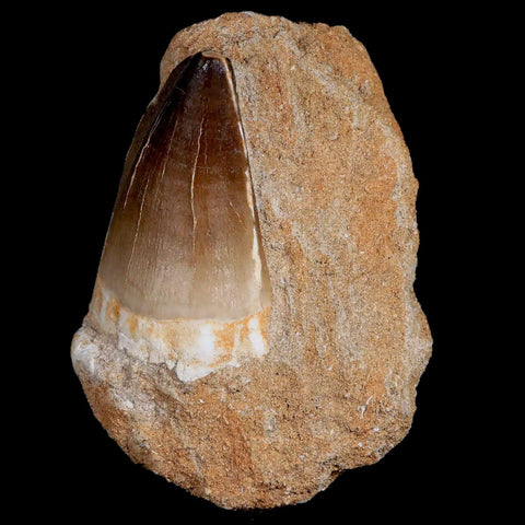 XL 2.2" Mosasaur Prognathodon Fossil Tooth In Matrix Cretaceous Dinosaur Era COA - Fossil Age Minerals