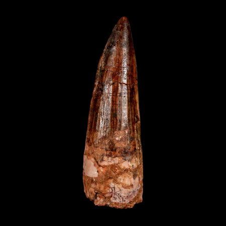 2.2" Spinosaurus Fossil Tooth 100 Million Years Old Cretaceous Dinosaur COA Stand
