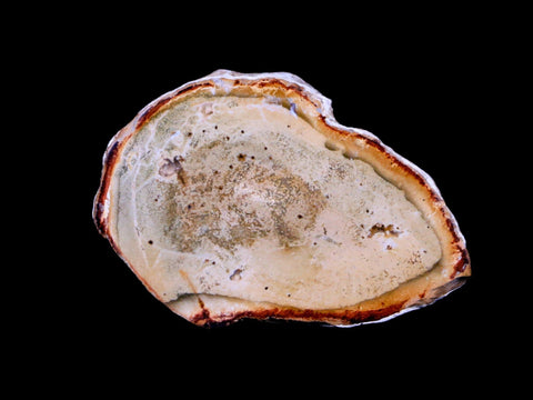 2.3" Fossilized Polished Petrified Wood Branch Madagascar 66-225 Million Yrs Old - Fossil Age Minerals