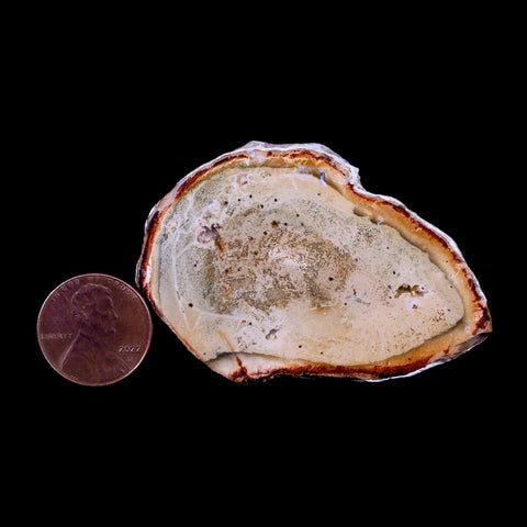 2.3" Fossilized Polished Petrified Wood Branch Madagascar 66-225 Million Yrs Old - Fossil Age Minerals