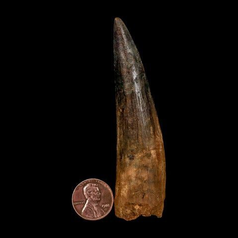 XL 3.5" Spinosaurus Fossil Tooth 100 Million Years Old Cretaceous Dinosaur COA