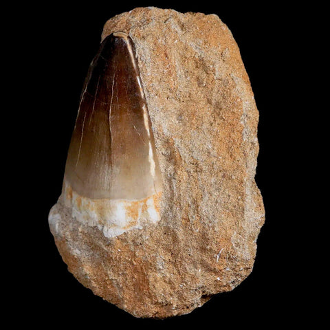 XL 2.2" Mosasaur Prognathodon Fossil Tooth In Matrix Cretaceous Dinosaur Era COA - Fossil Age Minerals