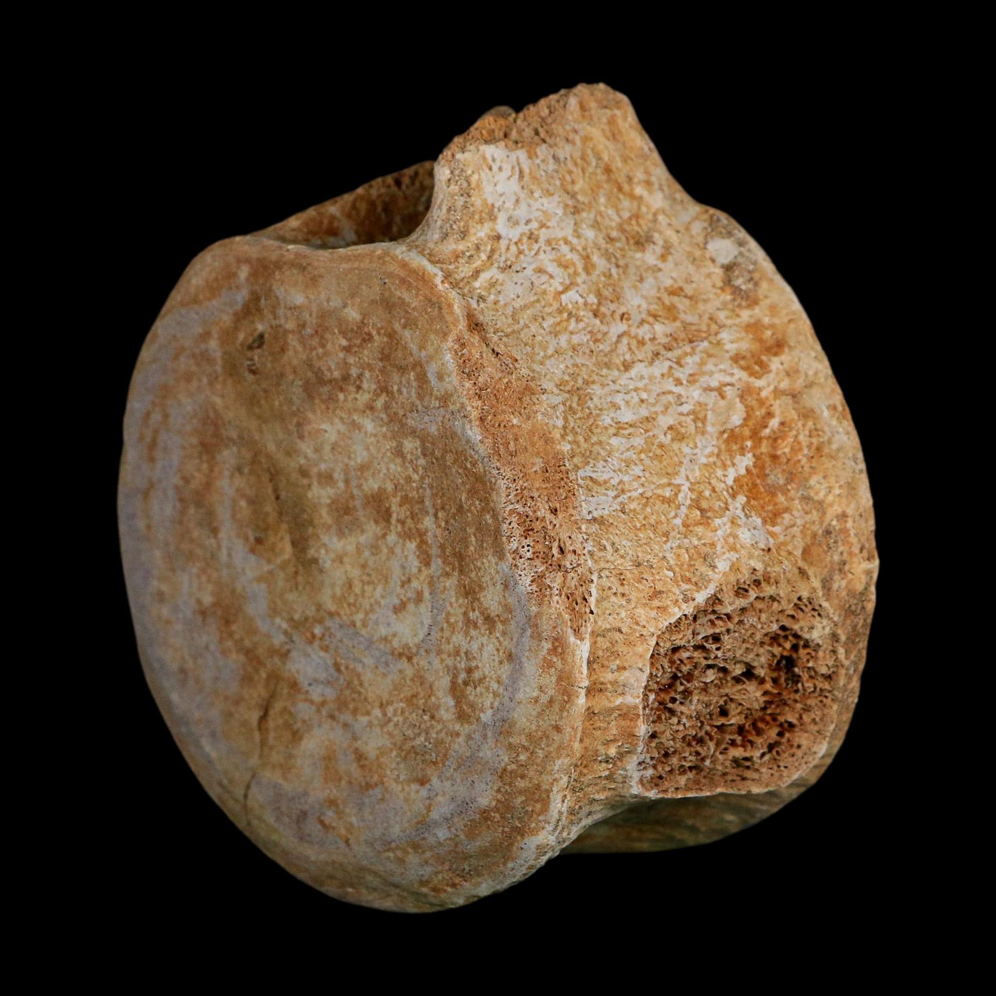4.3" Plesiosaurus Fossil Vertebrae Cretaceous Dinosaur Era Morocco Zarafasaura COA
