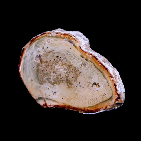 2.3" Fossilized Polished Petrified Wood Branch Madagascar 66-225 Million Yrs Old - Fossil Age Minerals