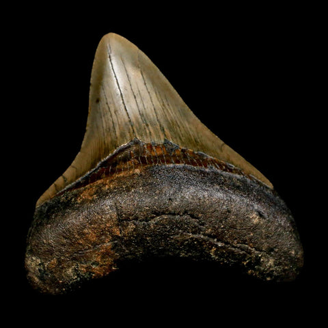 3.1" Quality Megalodon Shark Tooth Serrated Fossil Natural Miocene Age COA - Fossil Age Minerals