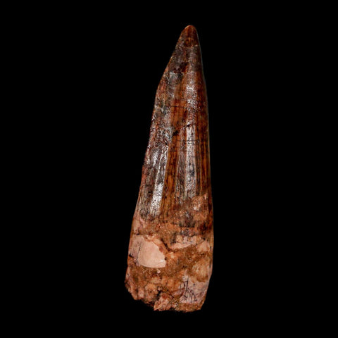 2.2" Spinosaurus Fossil Tooth 100 Million Years Old Cretaceous Dinosaur COA Stand
