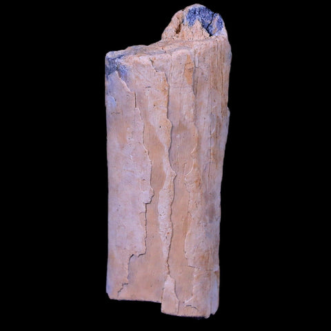 1.8" Corythosaurus Fossil Bone Judith River FM MT Cretaceous Dinosaur COA, Stand - Fossil Age Minerals