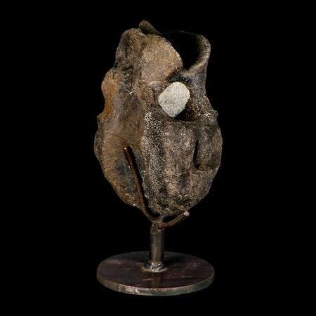 6.2" Hypacrosaurus Dinosaur Fossil Vertebrae Two Medicine FM Montana COA Stand