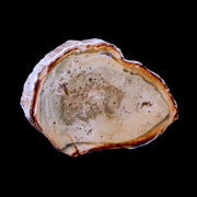 2.3" Fossilized Polished Petrified Wood Branch Madagascar 66-225 Million Yrs Old