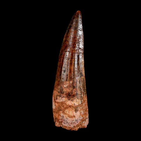 2.2" Spinosaurus Fossil Tooth 100 Million Years Old Cretaceous Dinosaur COA Stand