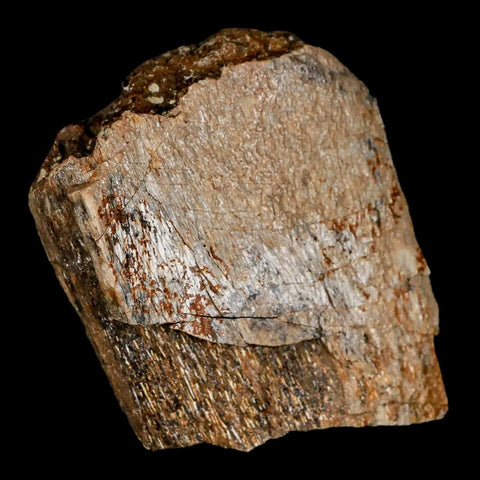 2.4" Lambeosaurus Fossil Bone Judith River FM Montana Cretaceous Dinosaur COA - Fossil Age Minerals