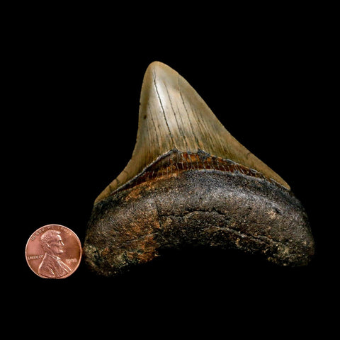 3.1" Quality Megalodon Shark Tooth Serrated Fossil Natural Miocene Age COA - Fossil Age Minerals