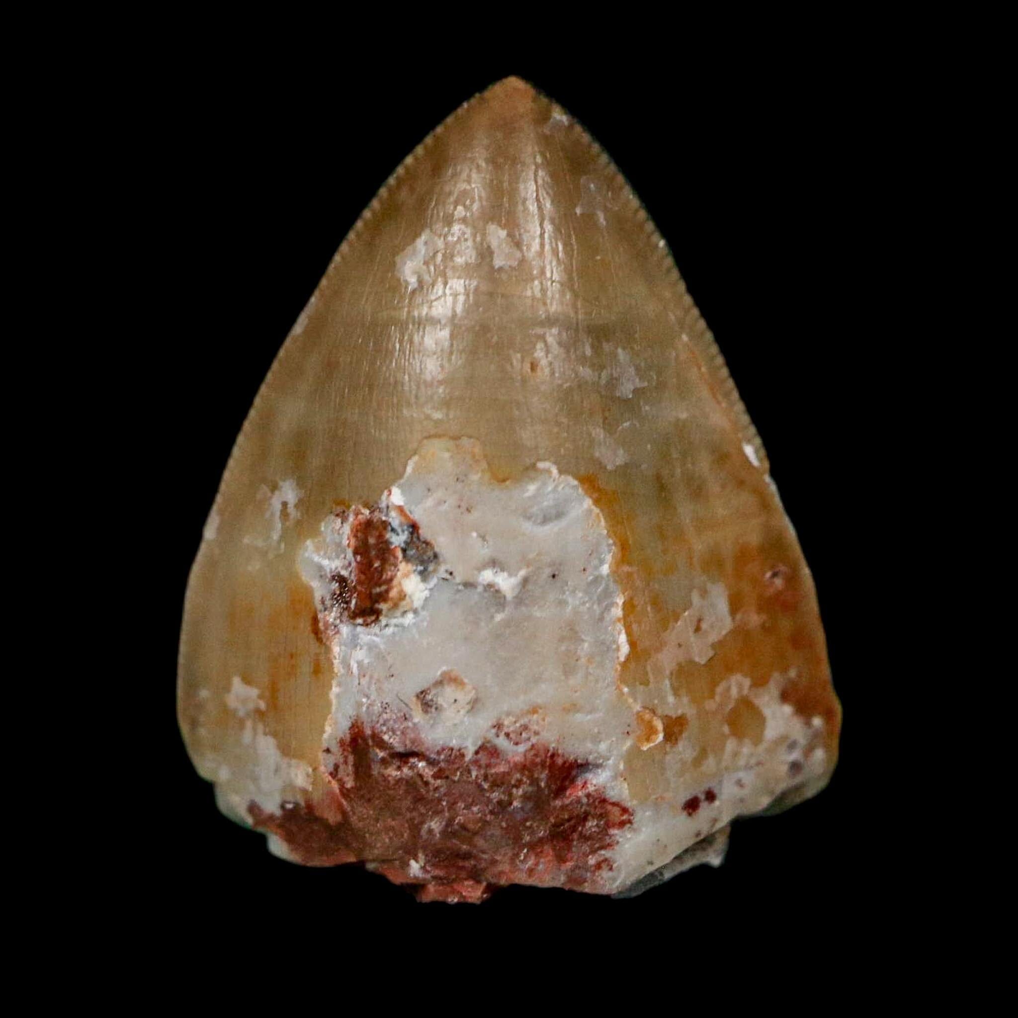 0.6" Phytosaur Fossil Tooth Triassic Age Archosaur Redonda FM NM COA & Display - Fossil Age Minerals