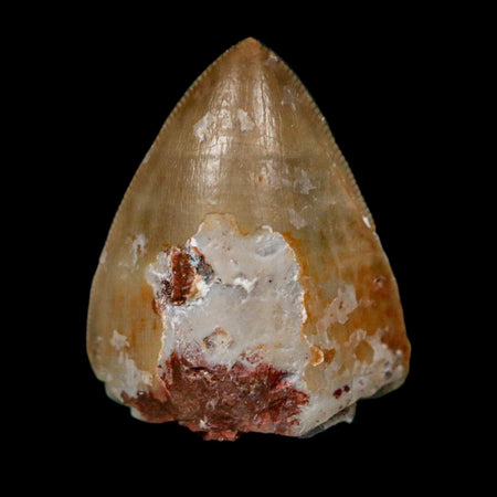 0.6" Phytosaur Fossil Tooth Triassic Age Archosaur Redonda FM NM COA & Display