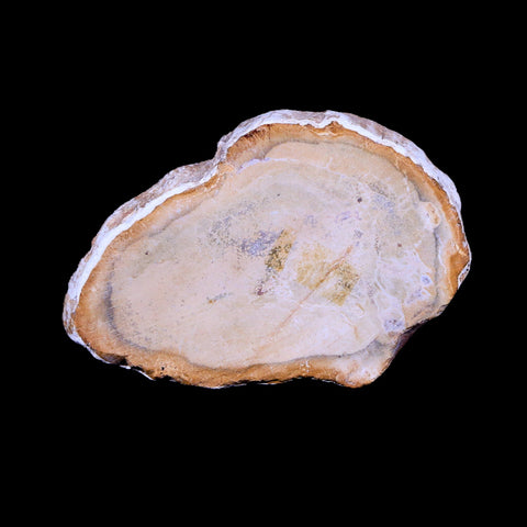 2.3" Fossilized Polished Petrified Wood Branch Madagascar 66-225 Million Yrs Old - Fossil Age Minerals