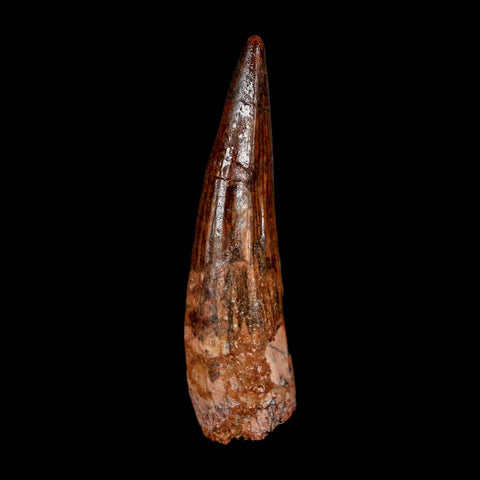 2.2" Spinosaurus Fossil Tooth 100 Million Years Old Cretaceous Dinosaur COA Stand