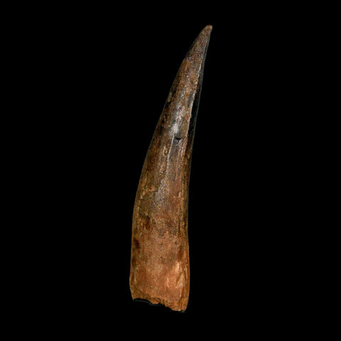 XL 3.5" Spinosaurus Fossil Tooth 100 Million Years Old Cretaceous Dinosaur COA