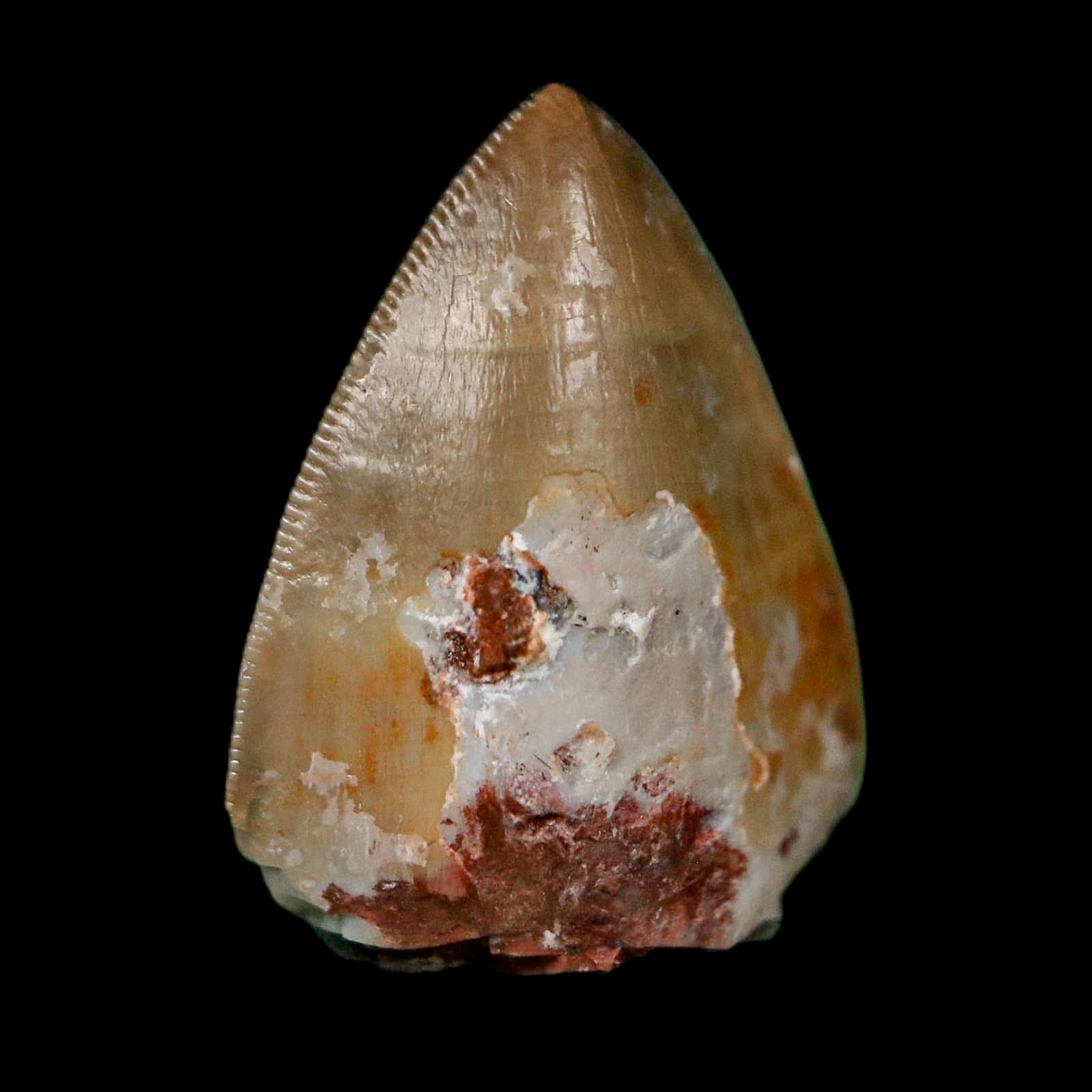 0.6" Phytosaur Fossil Tooth Triassic Age Archosaur Redonda FM NM COA & Display - Fossil Age Minerals