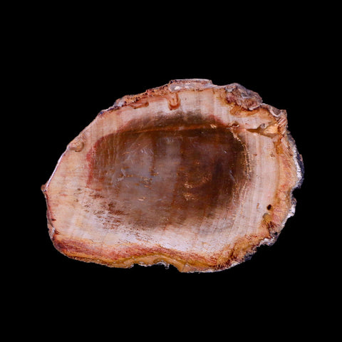 2" Fossilized Polished Petrified Wood Branch Madagascar 66-225 Million Yrs Old - Fossil Age Minerals