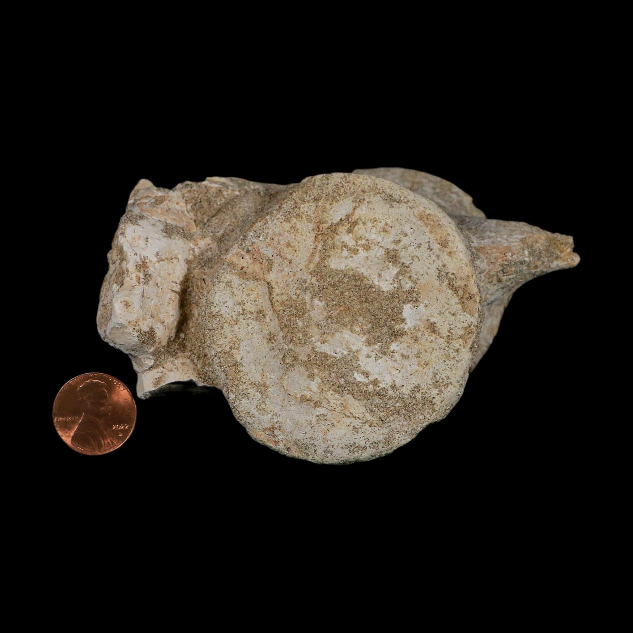 4.4" Plesiosaurus Fossil Vertebrae Cretaceous Dinosaur Era Morocco Zarafasaura COA